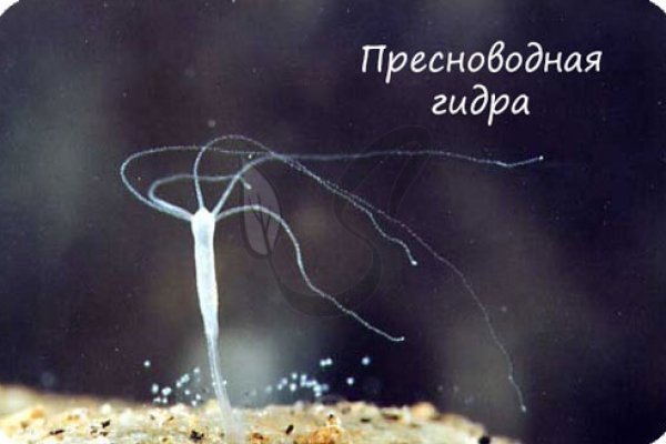 Ссылки на дарк нет